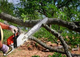 How Our Tree Care Process Works  in  Franklin, KY