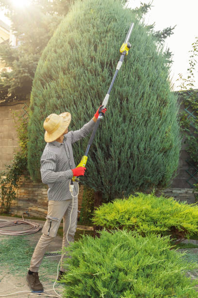 Best Palm Tree Trimming  in Franklin, KY