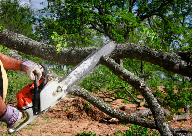 Best Utility Line Clearance  in Franklin, KY